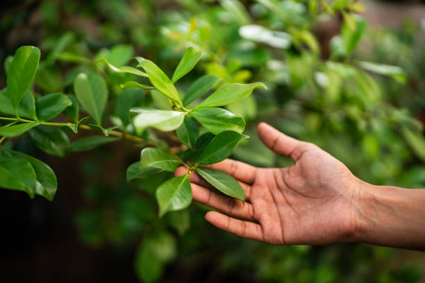 Reliable Sanatoga, PA Tree Services Solutions